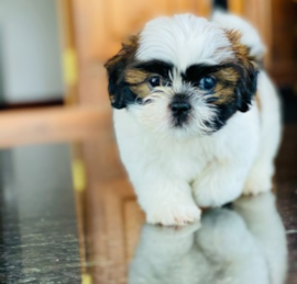 Shih Tzu Puppies For Sale - Windy City Pups